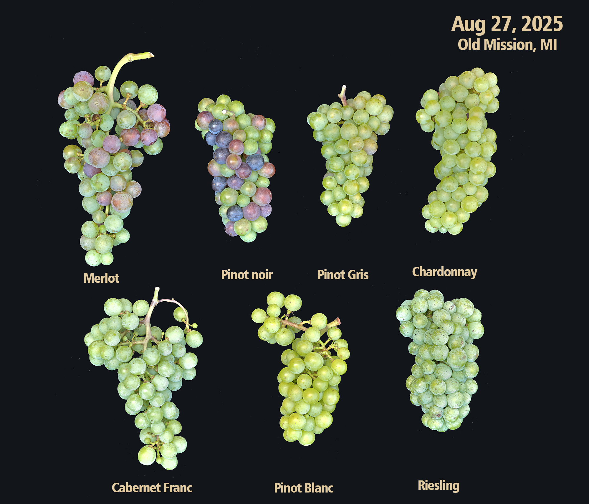 Composite photo of grape clusters from Old Mission, MI, dated August 27, 2025. Seven grape varieties are shown against a black background: Merlot, Pinot noir, Pinot Gris, Chardonnay, Cabernet Franc, Pinot Blanc, and Riesling. Grapes range from green to partially colored as they ripen.